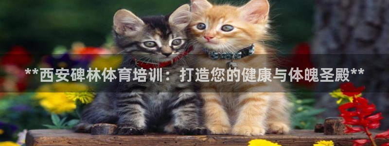 富联官网注册不了账号：**西安碑林体育培训：打造您的
